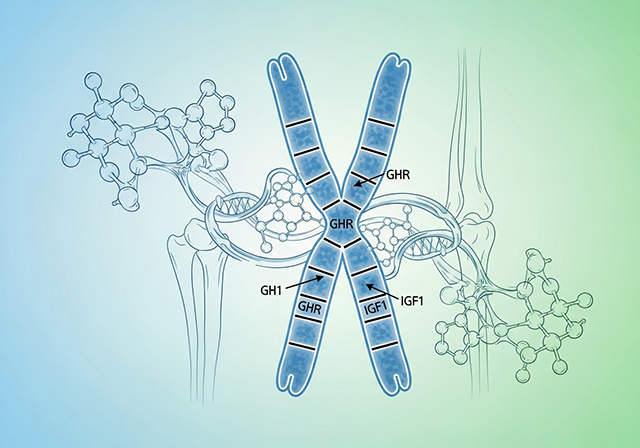 Các gen trên nhiễm sắc thể chứa đựng thông tin mã hóa cho tiềm năng chiều cao của chúng ta.