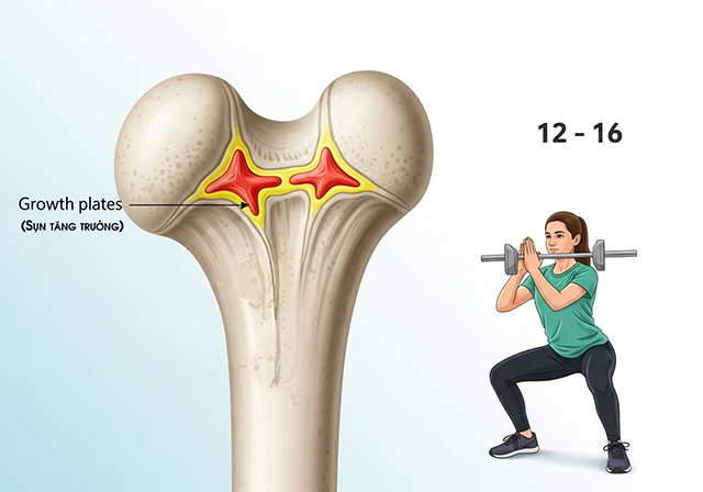 Hình ảnh minh họa xương dài với sụn tăng trưởng - yếu tố then chốt quyết định chiều cao của con người.