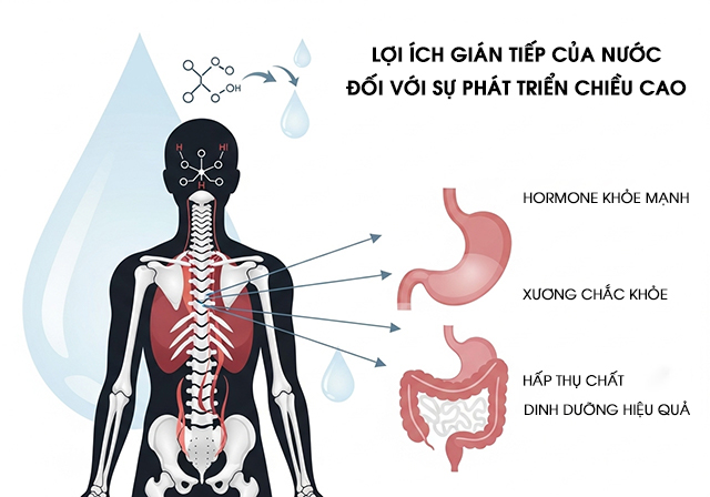 Nước hỗ trợ xương khớp, vận chuyển dưỡng chất và kích thích hormone, gián tiếp thúc đẩy tăng trưởng chiều cao.